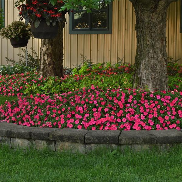 Impatiens Beacon Lipstick - Landscape