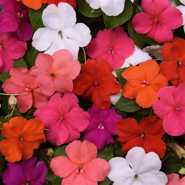 Impatiens Beacon Formula Mixture - Bloom