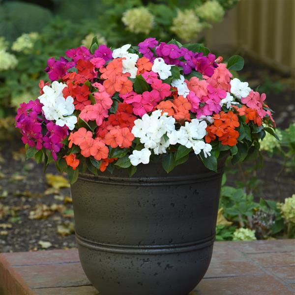 Impatiens Beacon Formula Mixture - Container