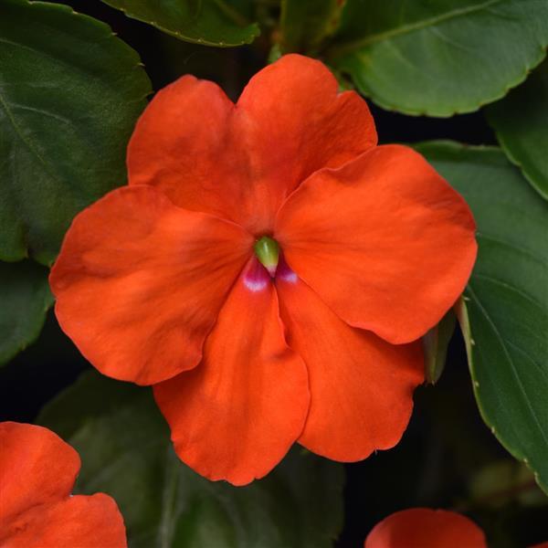 Impatiens Beacon Orange - Bloom