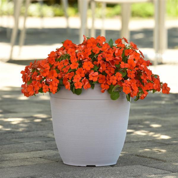 Impatiens Beacon Orange - Container