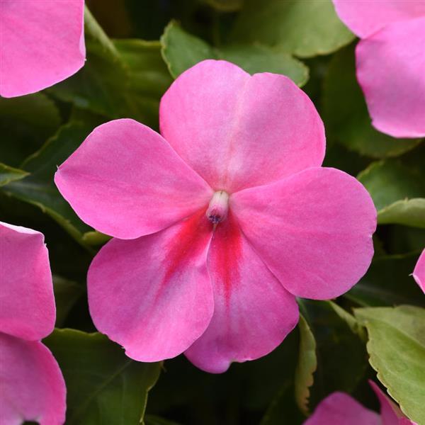 Impatiens Beacon® Pink - Bloom