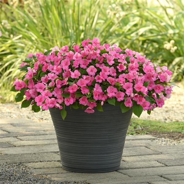 Impatiens Beacon Pink - Container