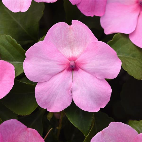 Impatiens Beacon® Light Pink - Bloom