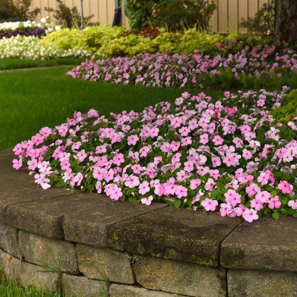 Impatiens Beacon Light Pink - Commercial Landscape 1
