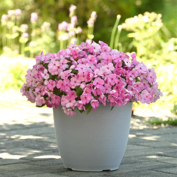Impatiens Beacon Light Pink - Container