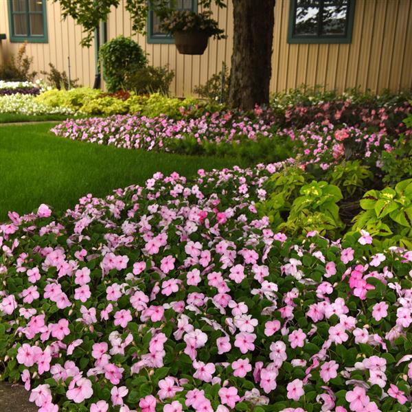 Impatiens Beacon Light Pink - Landscape