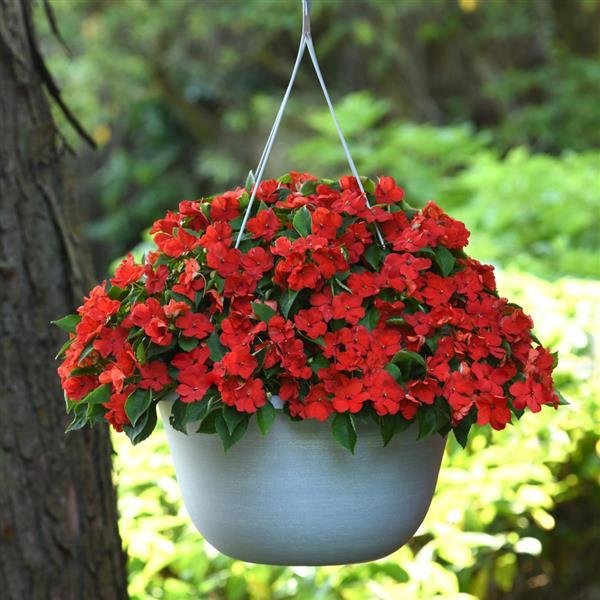 Impatiens Beacon Bright Red - Basket