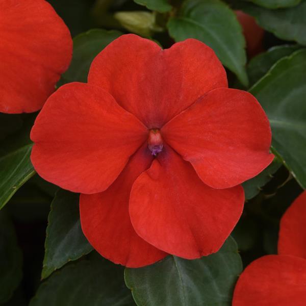 Impatiens Beacon® Bright Red - Bloom