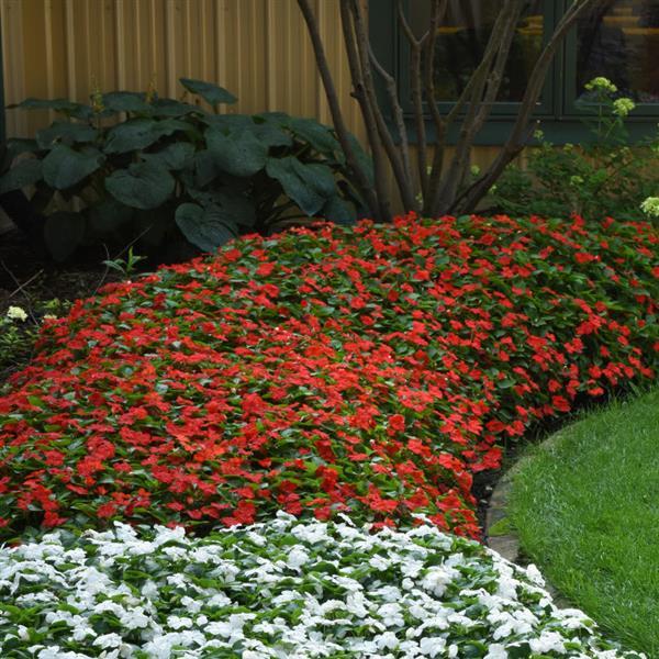 Impatiens Beacon Bright Red - Commercial Landscape 1