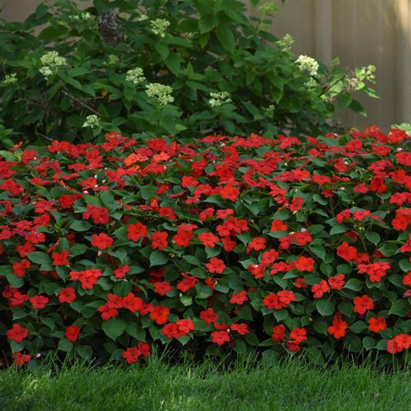 Impatiens Beacon Bright Red