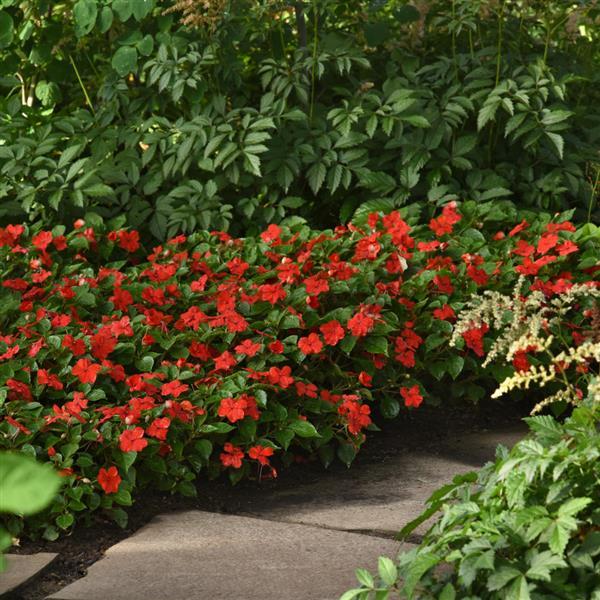 Impatiens Beacon Bright Red - Commercial Landscape 3
