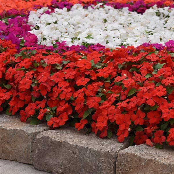 Impatiens Beacon Bright Red - Commercial Landscape 4