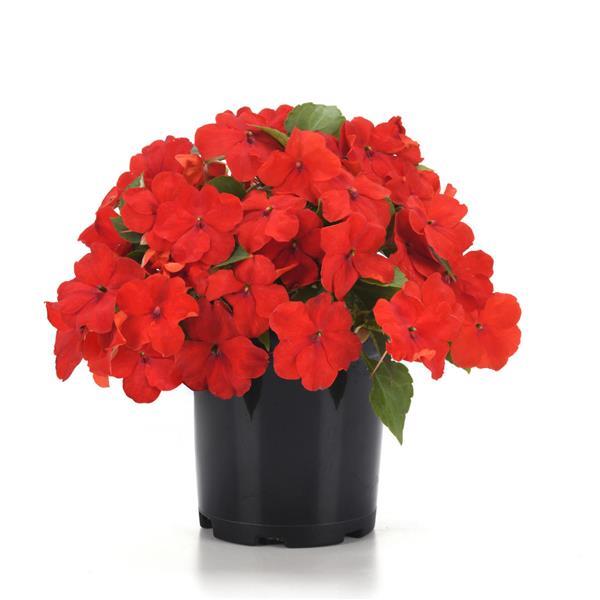 Impatiens Beacon Bright Red - Container