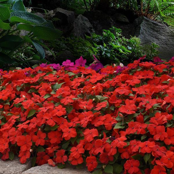 Impatiens Beacon Bright Red - Landscape