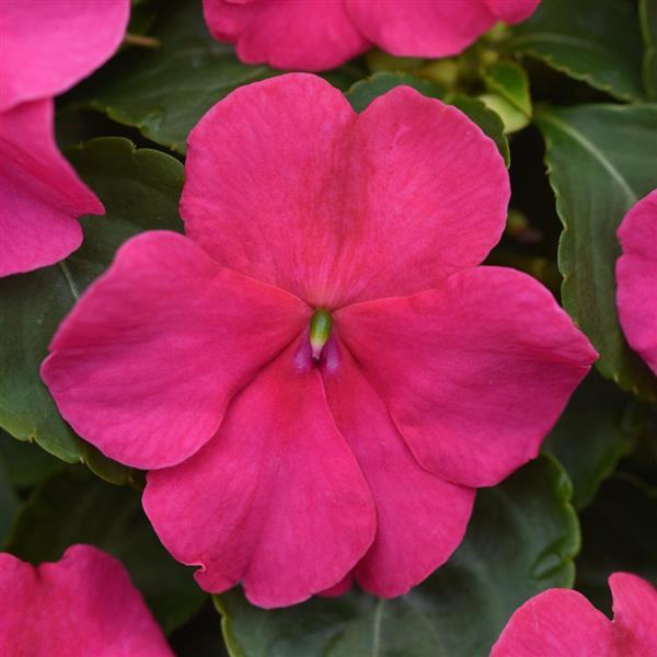 Impatiens Beacon® Rose - Bloom