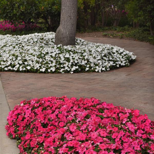 Impatiens Beacon Rose - Commercial Landscape 1