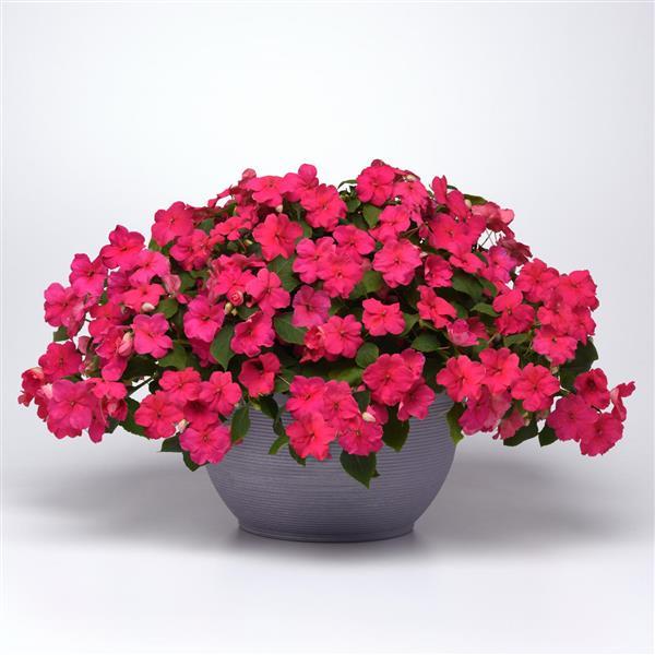 Impatiens Beacon Rose - Container
