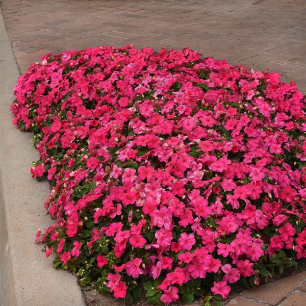 Impatiens Beacon Rose - Landscape