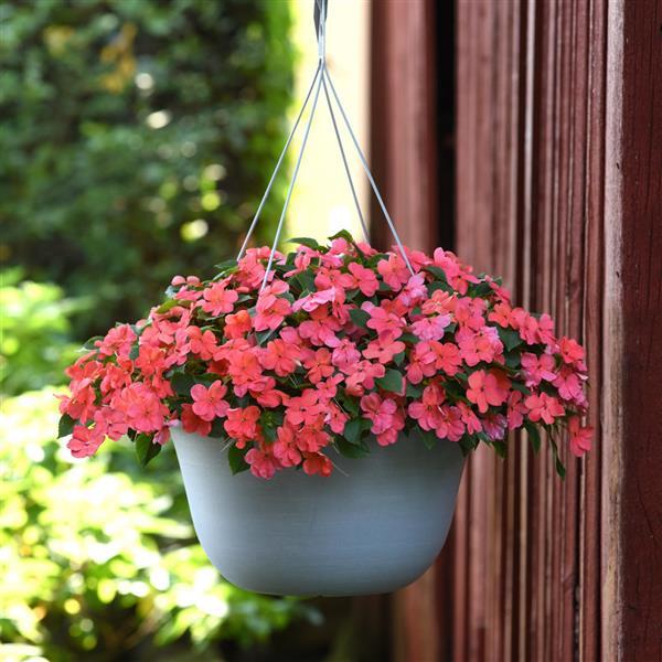 Impatiens Beacon Salmon - Basket