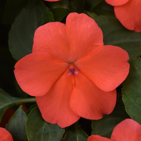 Impatiens Beacon® Salmon - Bloom