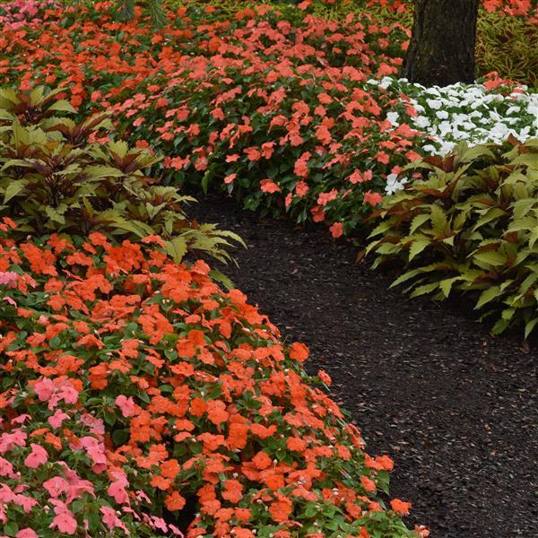 Impatiens Beacon Salmon - Commercial Landscape 1