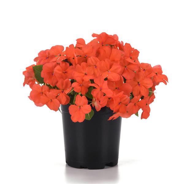 Impatiens Beacon Salmon - Container