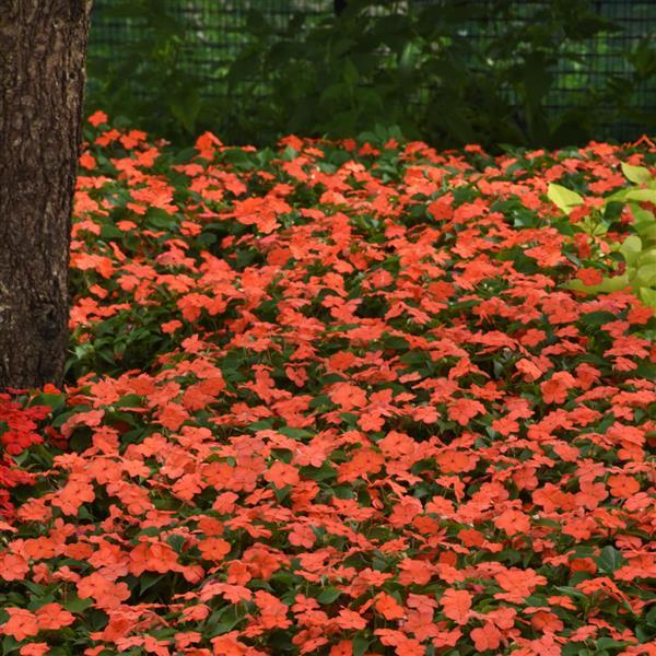 Impatiens Beacon Salmon - Landscape