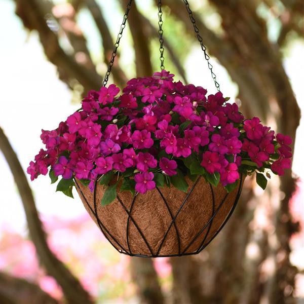 Impatiens Beacon Violet Shades - Basket
