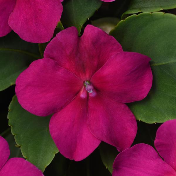 Impatiens Beacon Violet Shades - Bloom