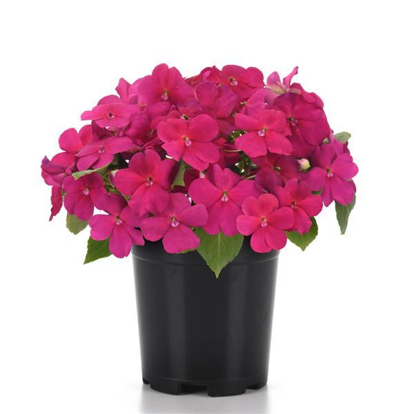 Impatiens Beacon Violet Shades - Container