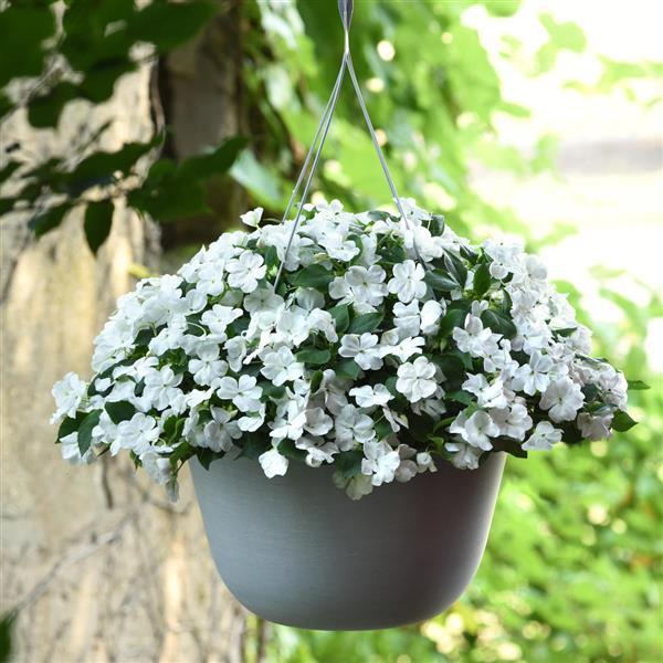 Impatiens Beacon White