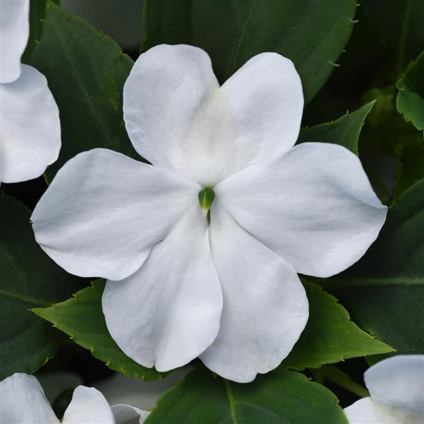 Impatiens Beacon® White - Bloom