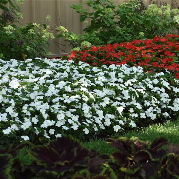 Impatiens Beacon White - Commercial Landscape 1
