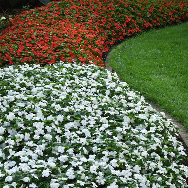 Impatiens Beacon White - Commercial Landscape 2