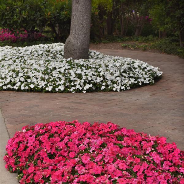 Impatiens Beacon White - Commercial Landscape 3