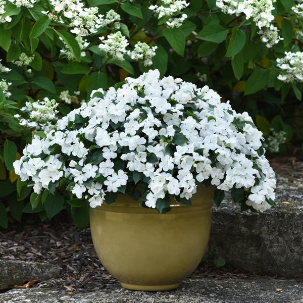 Impatiens Beacon White - Container