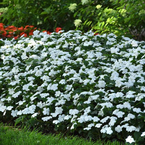 Impatiens Beacon White - Landscape