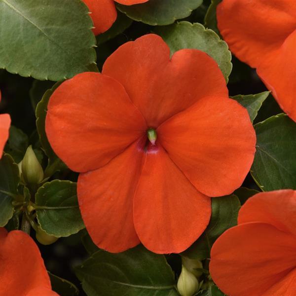 Impatiens Beacon® Orange Improved - Bloom