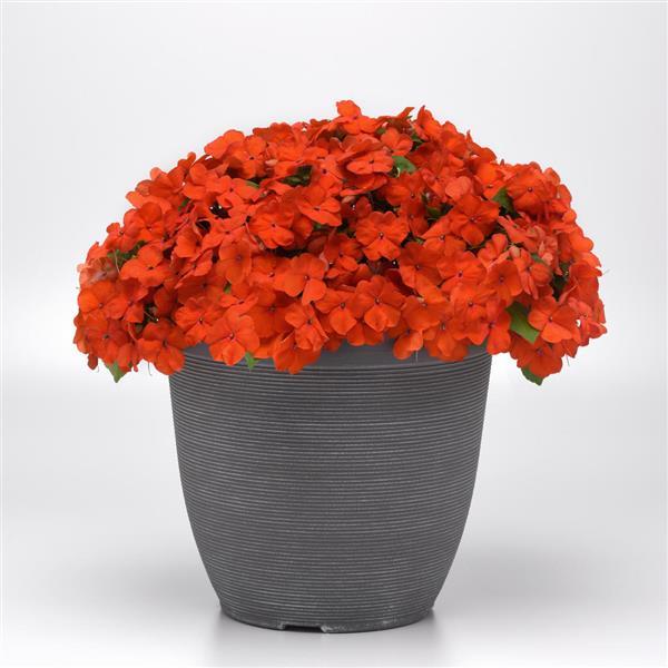 Impatiens Beacon Orange Improved - Container