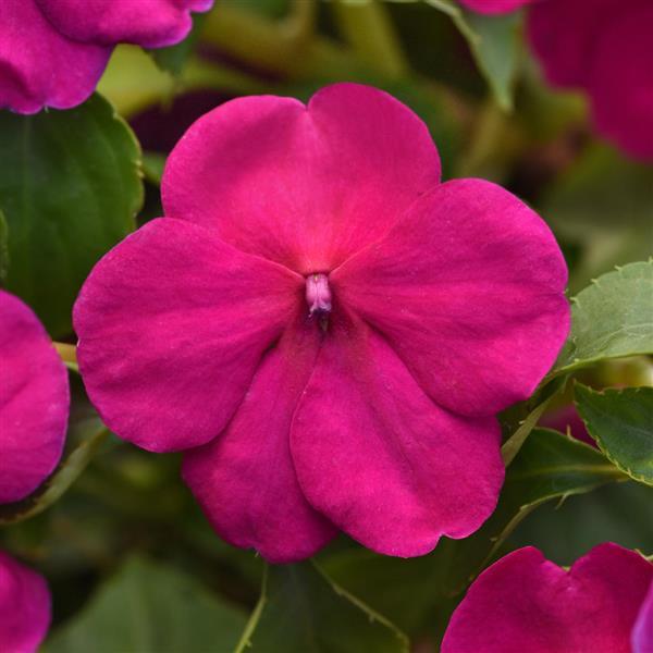 Impatiens Beacon Violet Improved - Bloom