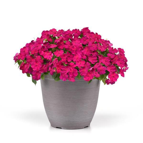 Impatiens Beacon Violet Improved - Container