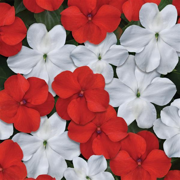 Impatiens Beacon Red White Mixture - Bloom