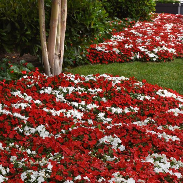 Impatiens Beacon Red White Mixture - Commercial Landscape 1