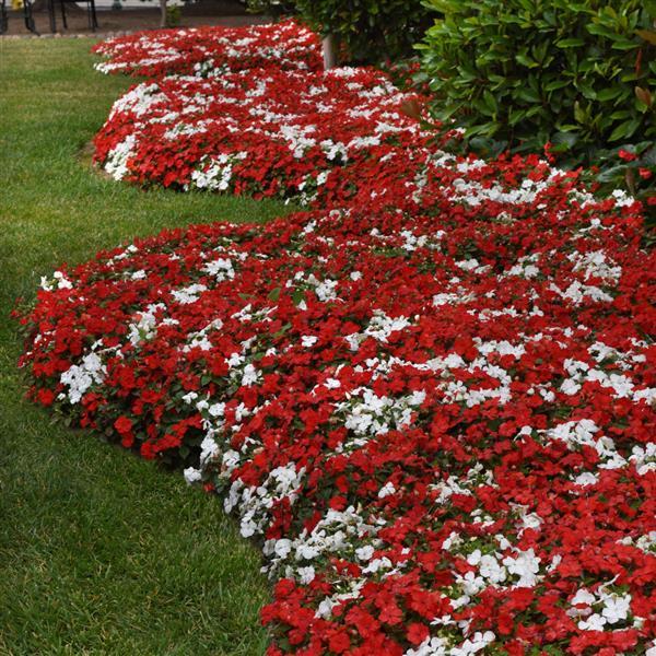 Impatiens Beacon Red White Mixture - Commercial Landscape 2