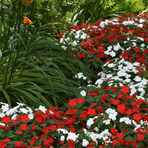 Impatiens Beacon Red White Mixture - Landscape