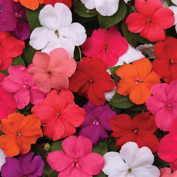 Impatiens Beacon® Formula Mixture Improved - Bloom