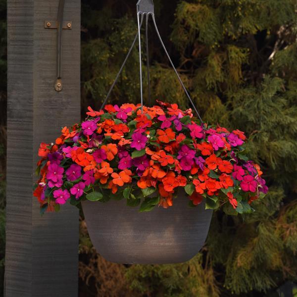 Impatiens Beacon Sanibel Mixture - Basket