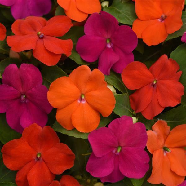 Impatiens Beacon Sanibel Mixture - Bloom