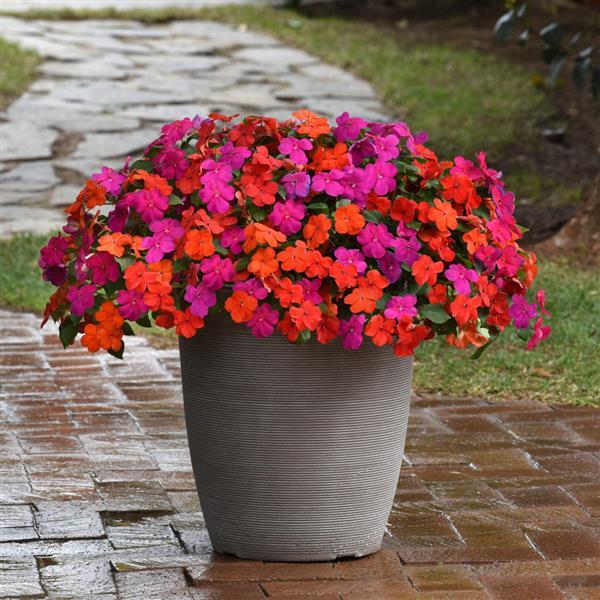 Impatiens Beacon Sanibel Mixture - Container